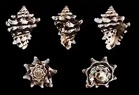 Cinco vistas da concha de Vasum turbinellus (Linnaeus, 1758), encontrada no Indo-Pacífico, em águas rasas.