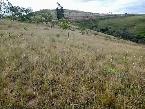 Fitofisionomia típica do cerrado com a predominância de espécies herbáceas e gramíneas. - 2021