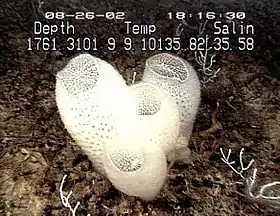 Euplectella aspergillum