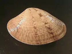 Venus declivis da família Veneridae