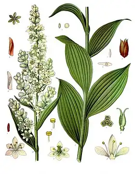 Veratrum lobelianum