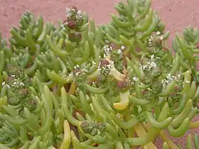 Halophytum ameghinoi