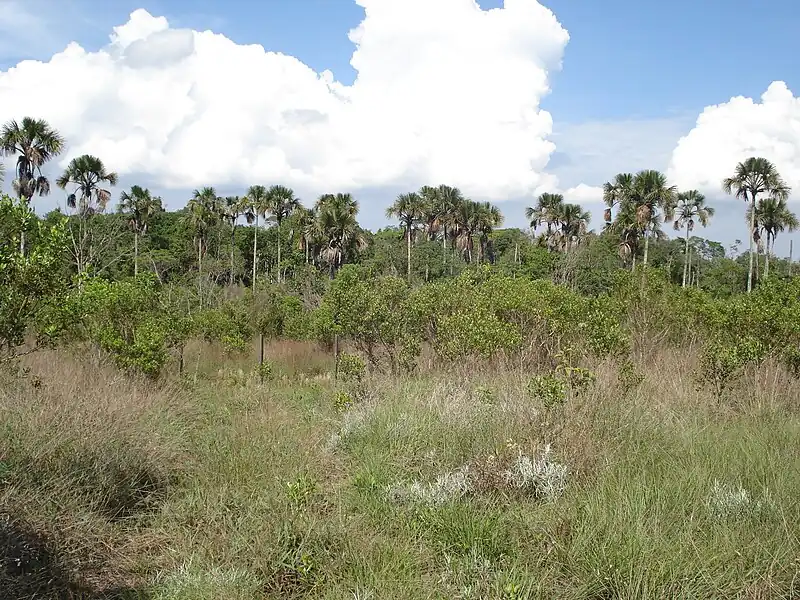 Vereda na Reserva Ecológica do IBGE
