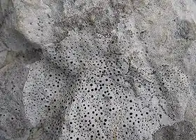 Espécime não identificado de Verrucaria.