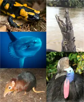 Organismos individuais de cada grande grupo de vertebrados. No sentido horário, começando do canto superior esquerdo:
Salamandra-de-fogo, Crocodilo-de-água-salgada, Casuar do Sul, Rhynchocyon petersi, Peixe-lua