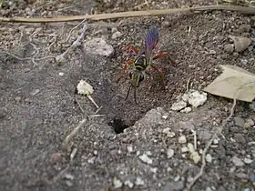 Vespa do gênero Sphex cavando um ninho