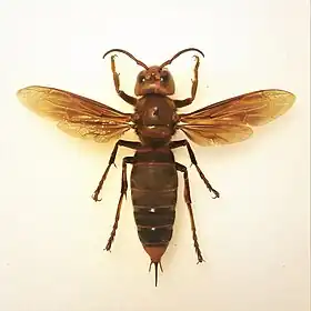 Vespa mandarinia magnifica. Coleção privada, F. Turetta.