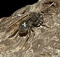 Vespa velutina nigrithorax, variante negra.