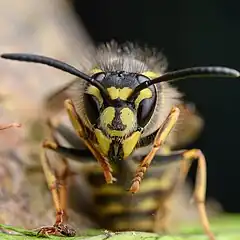 Rainha de Vespula vulgaris