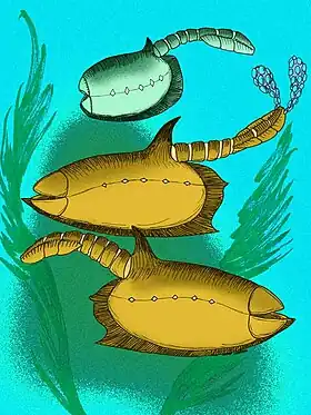 Exemplares de Vetulicola rectangulata e V. cuneata