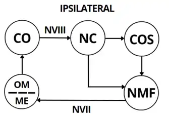Esquema representando a via auditiva do reflexo acústico estapediano ipsilateral.