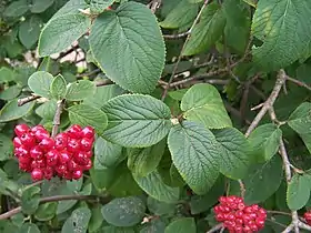 Viburnum_lantana