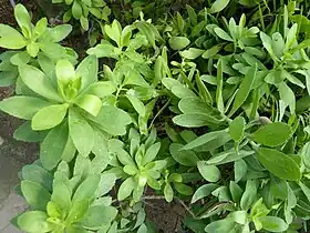 Vieraea laevigata no Jardim Botânico de Berlim.