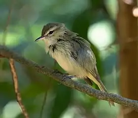 Juruviara-de-noronha (Vireo gracilirostris) em Fernando de Noronha, Brasil.