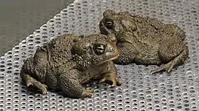 Dois sapos-de-wyoming adultos