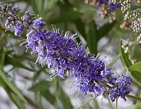 Flores de Vitex agnus-castus em Hemingway, na Carolina do Sul.