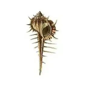 Ilustração da concha de V. cabritii Bernardi, 1859, publicada por A. C. Bernardi em 1859, ano de sua classificação para a ciência.