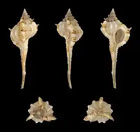 Cinco vistas de V. gallinago, espécie que já pertenceu aos gêneros Murex, Haustellum e Siratus e que é encontrada do Japão até as Filipinas.