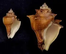 Conchas de V. cochlidium; espécimes das ilhas Molucas, na Indonésia, pertencentes à coleção do Museu de História Natural de Leiden.