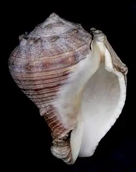 Vista inferior de uma concha de V. myristica; espécime da Indonésia, pertencente à coleção do Museu de História Natural de Leiden.