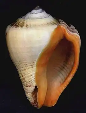 Vista inferior de uma concha de V. pyrum.