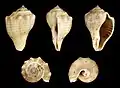 Cinco vistas da concha de Volema pyrum (Gmelin, 1791), encontrada no oceano Índico, entre o mar Vermelho até Moçambique e ilha de Madagáscar, da zona entremarés até 2 metros de profundidade.