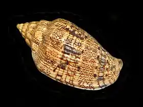 Voluta musica Linnaeus, 1758, uma das espécies atlânticas de Volutidae, encontrada no Caribe.