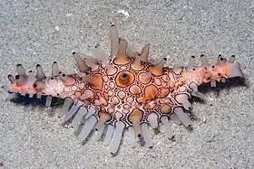V. volva em seu habitat; fotografada em Ponta do Ouro, Moçambique.