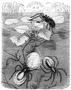 Argyroneta aquatica.