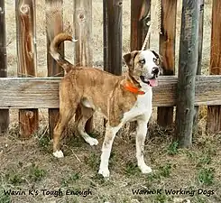Um buldogue Catahoula 50/50