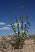 Ocotillo