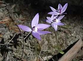 Glossodia major