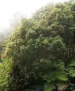 Weinmannia tinctoria (hábito).