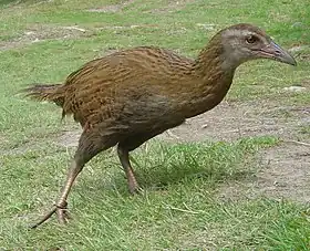 Gallirallus australis