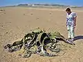 Welwitschia, fóssil vivo