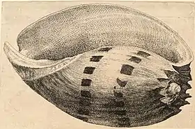 Ilustração de uma concha do molusco Volutidae M. amphora ([Lightfoot, 1786]) feita no século XVIII por Václav Hollar.