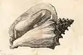 Ilustração da concha de A. gigas; do século XVII.