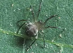 Wendilgarda (fêmea).