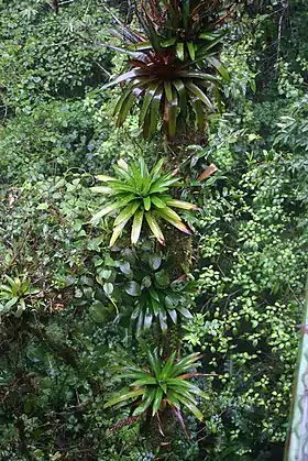 Werauhia spp.