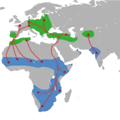 Distribuição e migração (aprox.)
Zona de reprodução
Zona de inverno
Rotas de migração