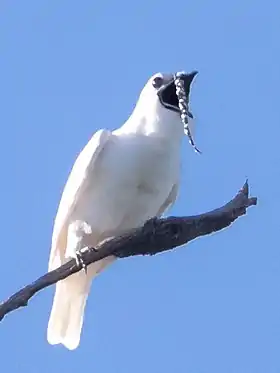 Macho na Floresta Nacional de  Carajás, Pará, Brasil.