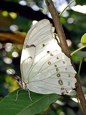 M. polyphemus (macho, em repouso).
