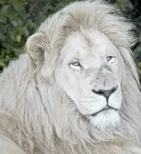 Leão-sul-africano leucístico
