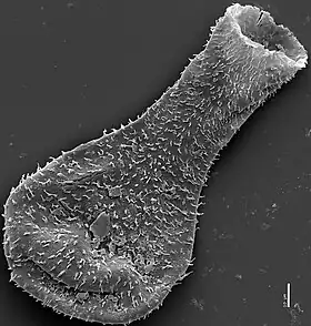 Microfotografia eletrônica de varredura de um chitinozoa siluriano encontrado em  Burgsvik no formato de um frasco