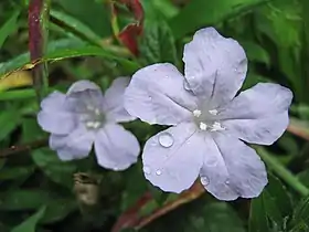 Ruellia
