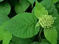 Hydrangea arborescens.