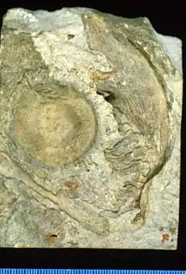 Fóssil de semente cone de Williamsonia do período Jurássico.