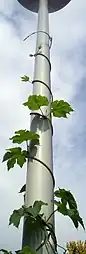 Uma planta volúvel (Humulus lupulus).