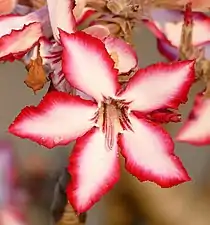 "Winter Impala Lily"
