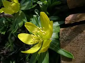 Eranthis hyemalis